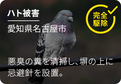 ハト被害 愛知県名古屋市 悪臭の糞を清掃し、塀の上に忌避針を設置。完全駆除！