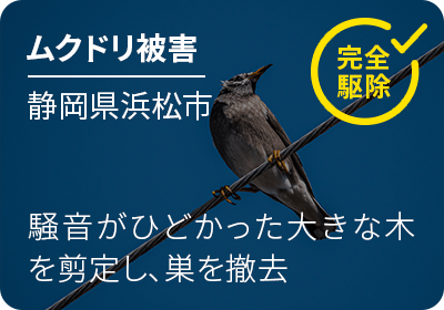 ムクドリ被害 静岡県浜松市 騒音がひどかった大きな木を剪定し、巣を撤去 完全駆除！