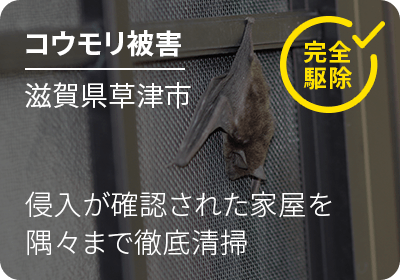 コウモリ被害 滋賀県草津市 侵入が確認された家屋を隅々まで徹底清掃 完全駆除！