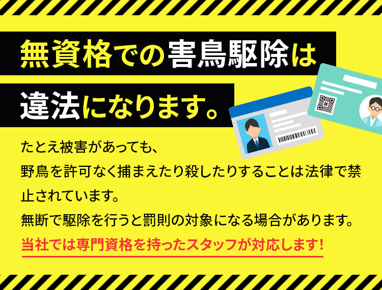 無資格での害鳥駆除は違法になります。たとえ被害があっても、野鳥を許可なく捕まえたり殺したりすることは法律で禁止されています。無断で駆除を行うと罰則の対象になる
            場合があります。当社では専門資格を持ったスタッフが対応します！
