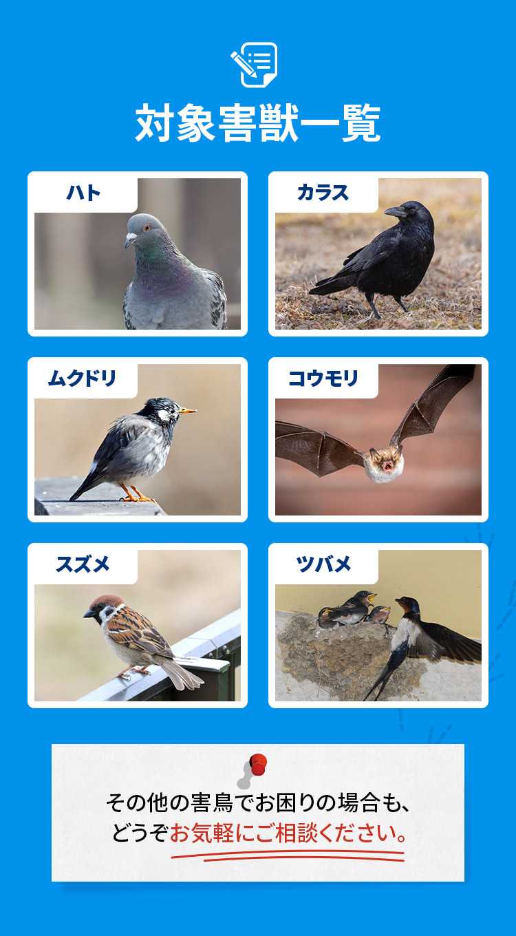 対応害鳥一覧：ハト・カラス・ムクドリ・コウモリ・スズメ・ツバメ その他の害鳥でお困りの場合も、どうぞお気軽にご相談ください。